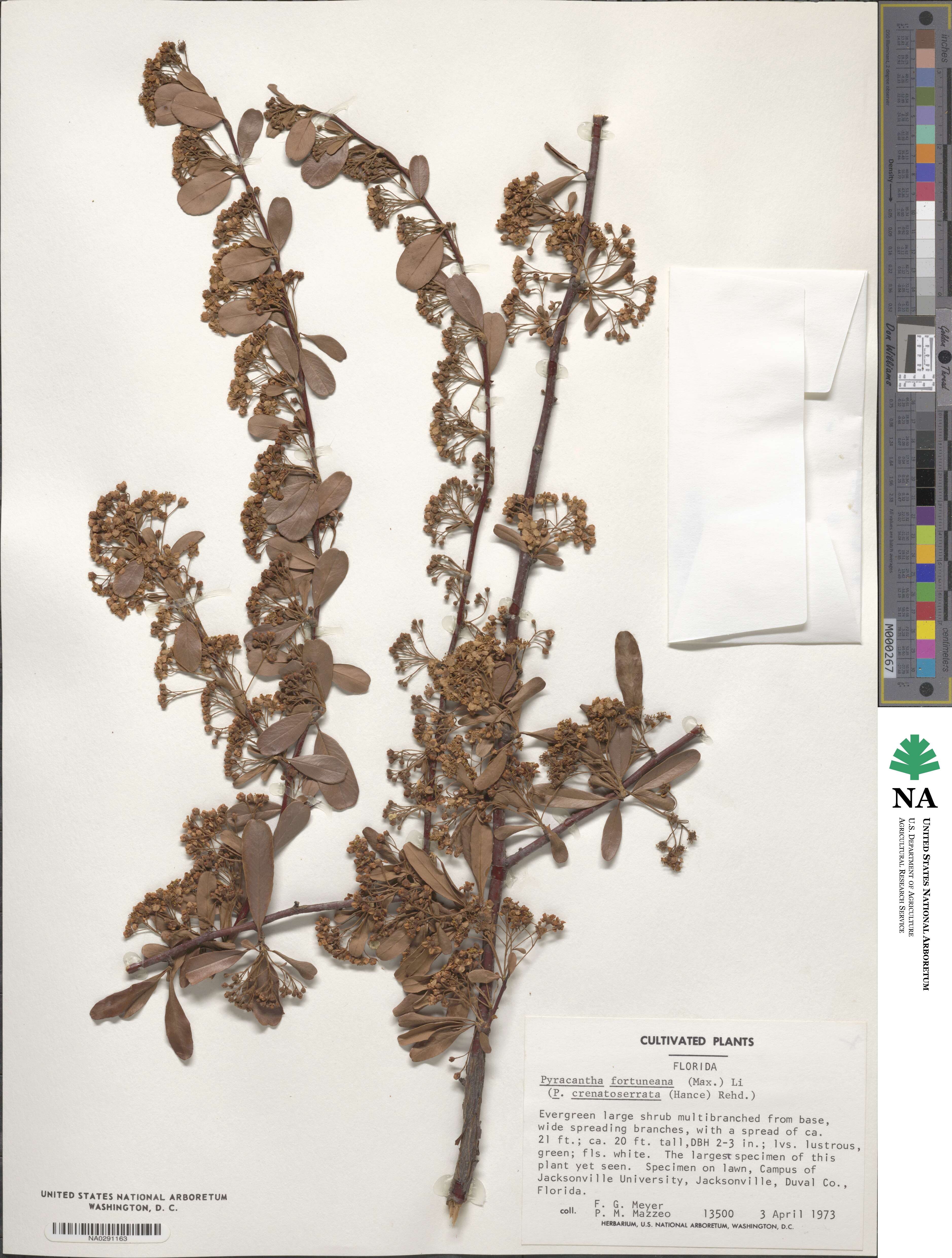 Pyracantha fortuneana image