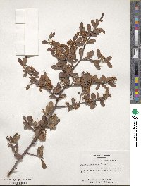 Pyracantha fortuneana image