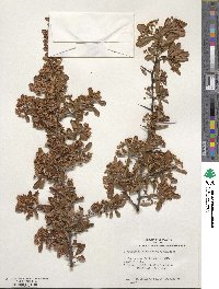 Pyracantha fortuneana image