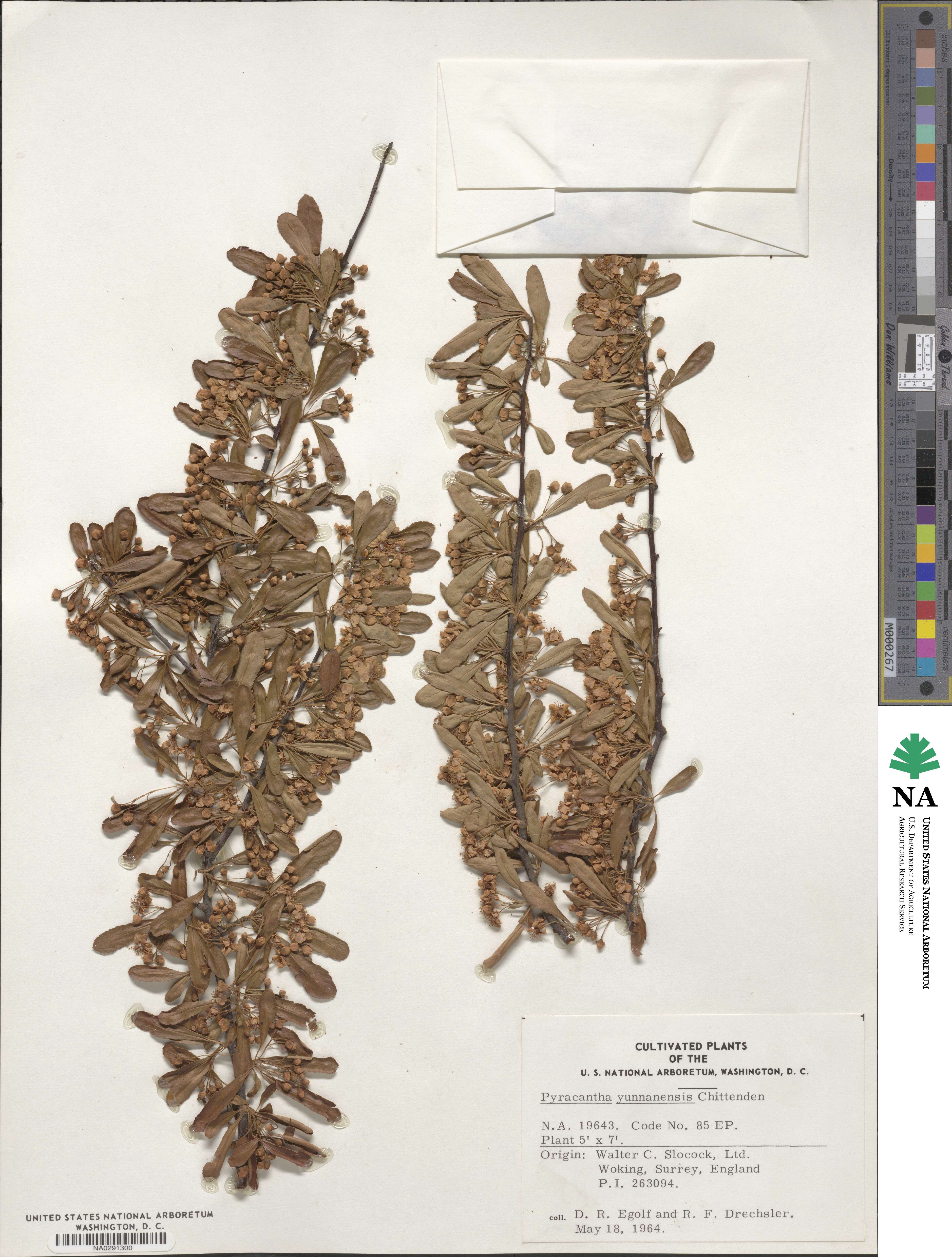 Pyracantha fortuneana image