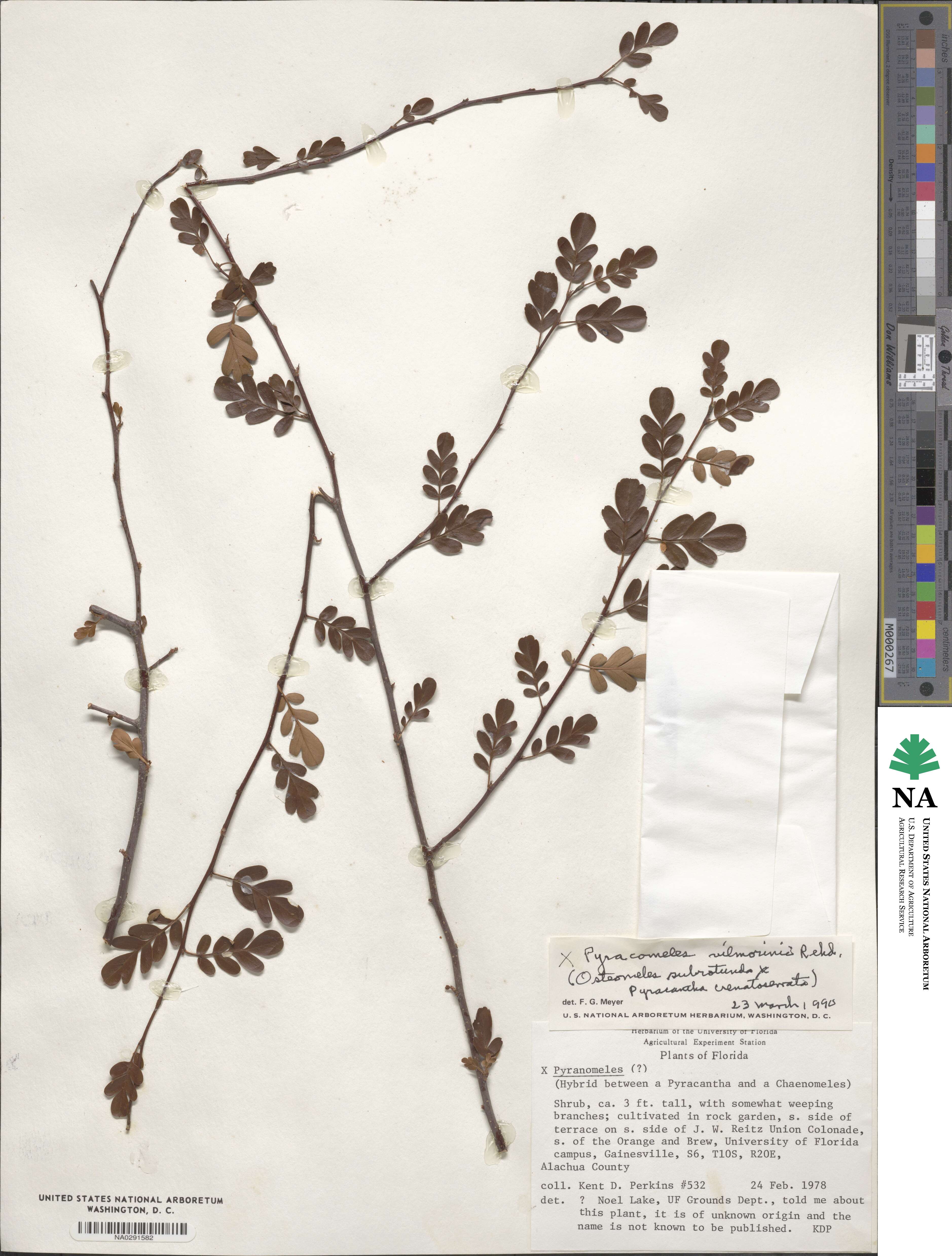 × Pyracomeles vilmorinii image