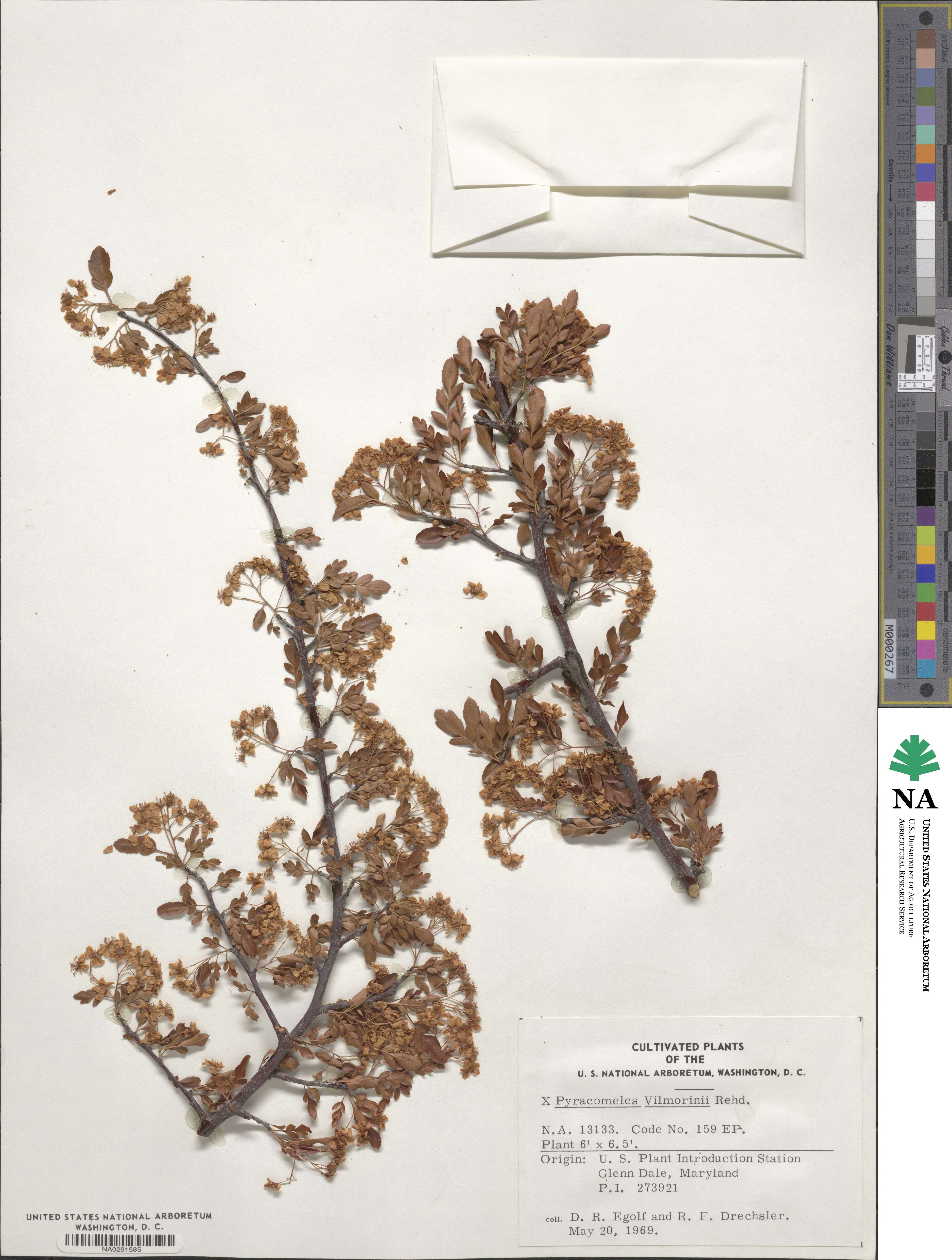 × Pyracomeles vilmorinii image