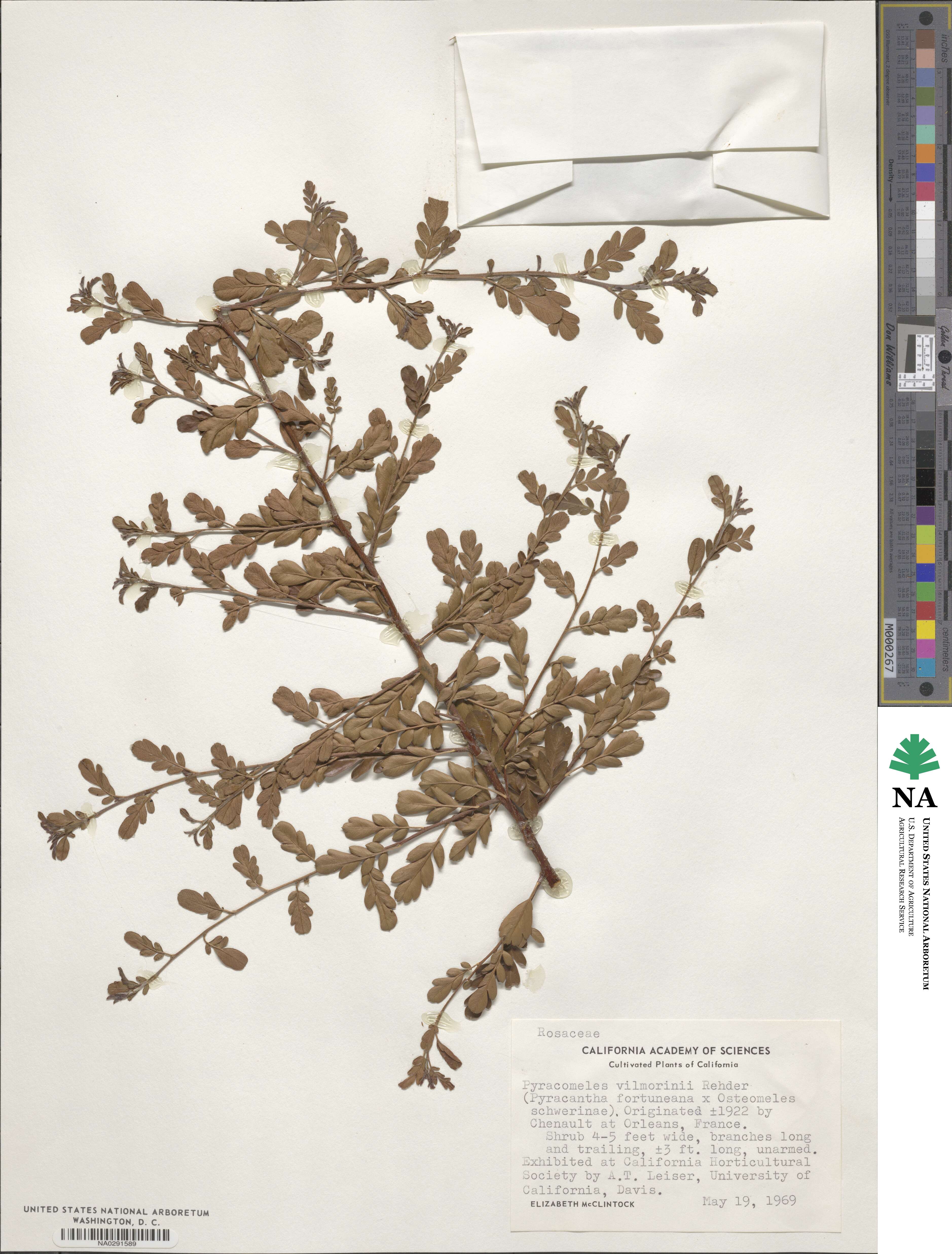 × Pyracomeles vilmorinii image