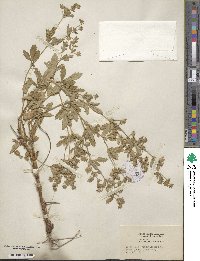 Potentilla norvegica image