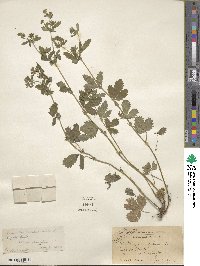 Potentilla norvegica image