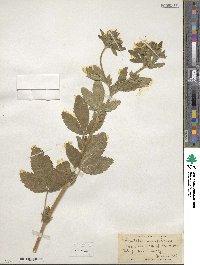 Potentilla norvegica image