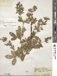 Potentilla norvegica image