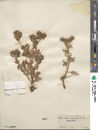 Potentilla norvegica image