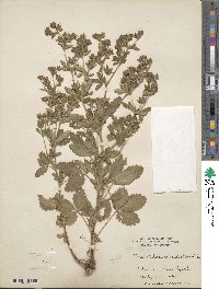 Potentilla norvegica image