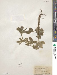 Potentilla norvegica image