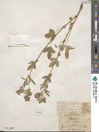 Potentilla norvegica image