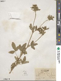 Potentilla norvegica image