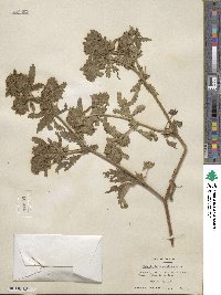 Potentilla norvegica image