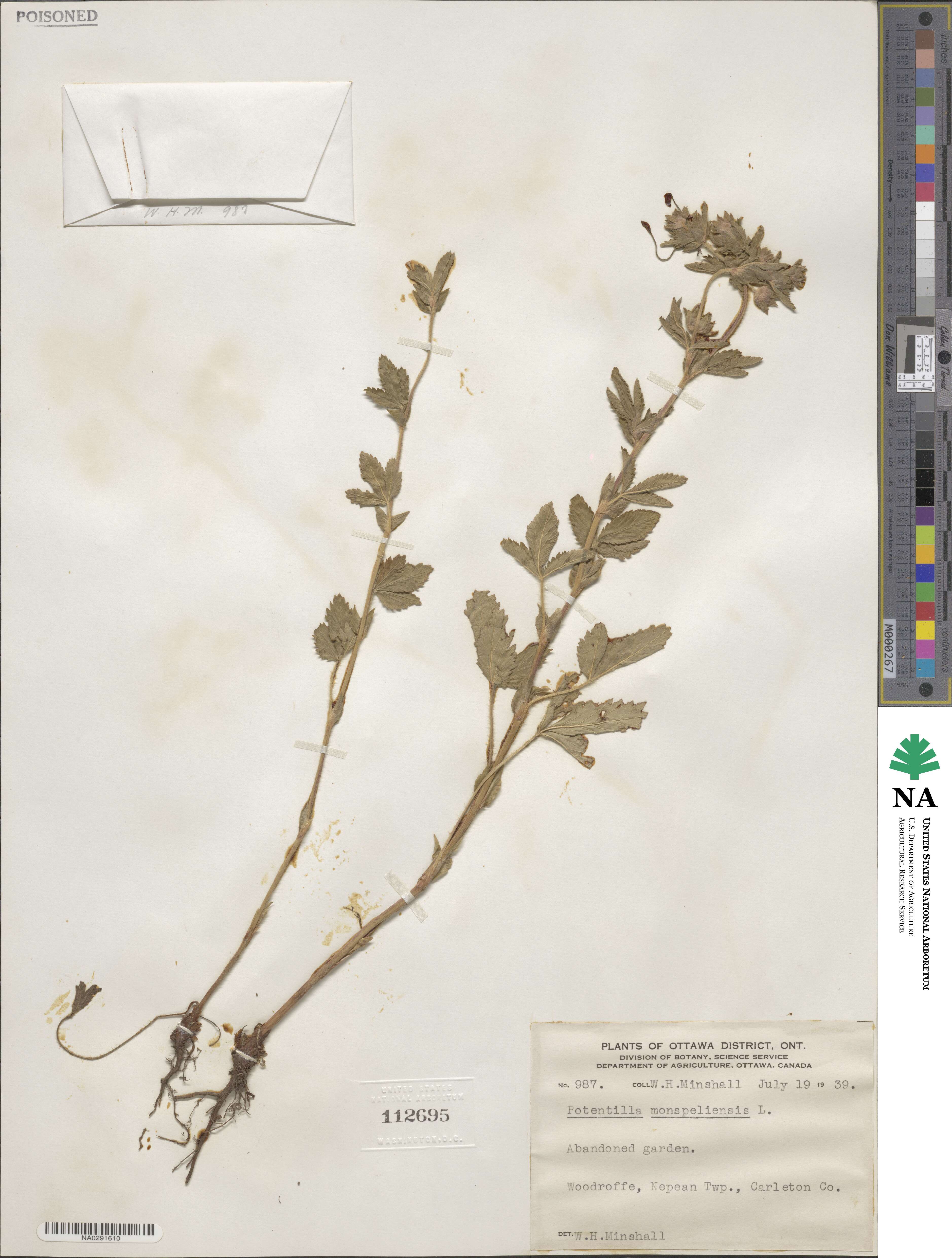 Potentilla norvegica image