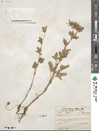 Potentilla norvegica image