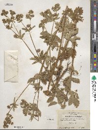 Potentilla norvegica image