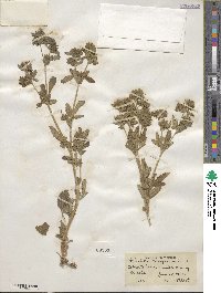 Potentilla norvegica image