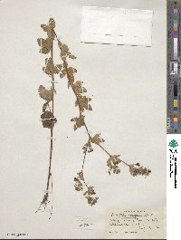 Potentilla norvegica image