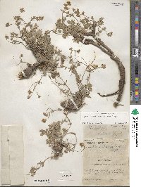 Potentilla multisecta image