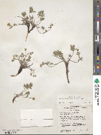 Potentilla multisecta image