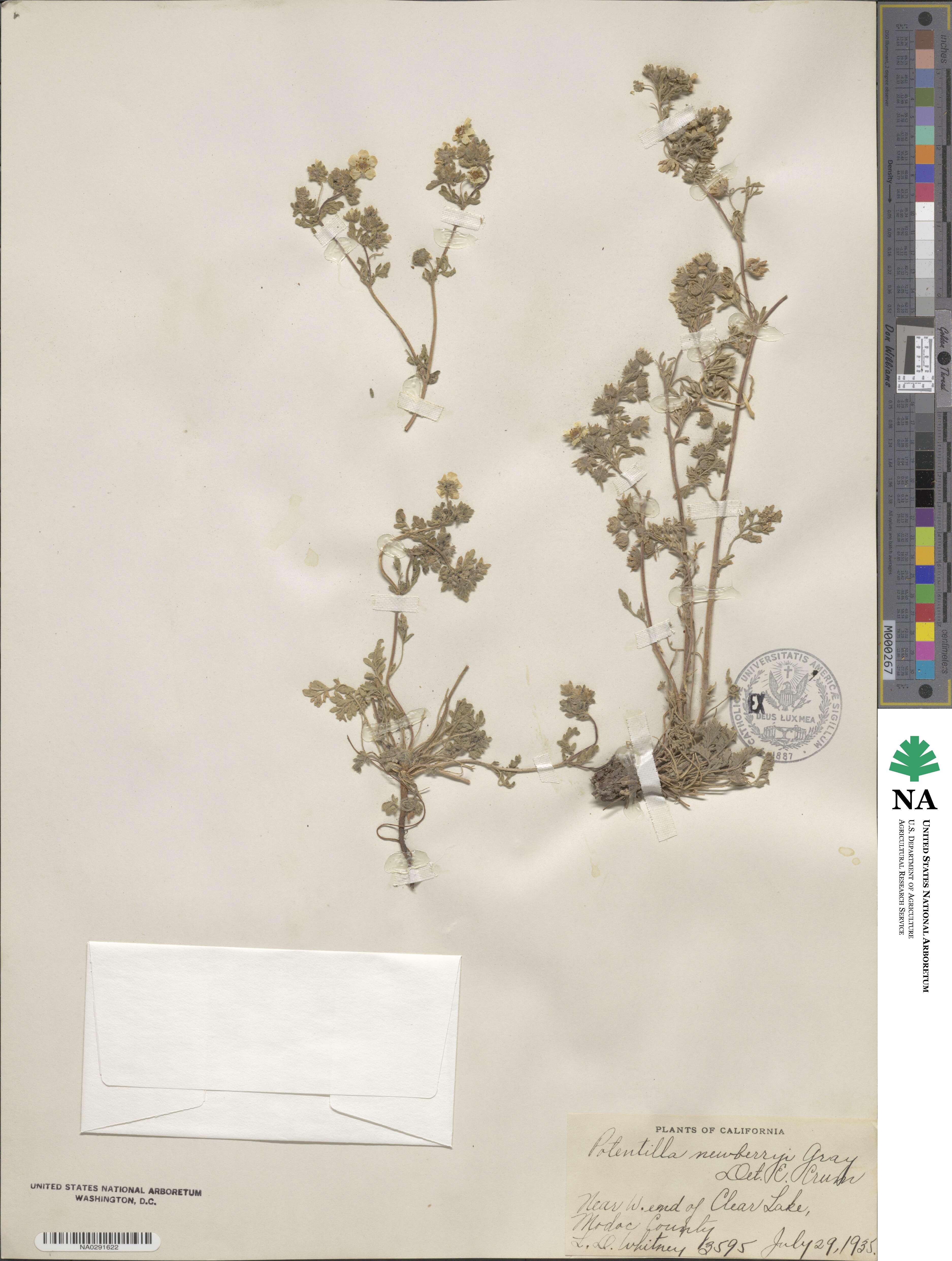 Potentilla newberryi image