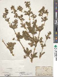 Potentilla norvegica image