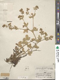 Potentilla norvegica image