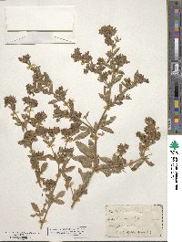 Potentilla norvegica image