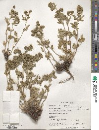 Potentilla norvegica image