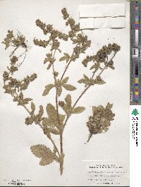 Potentilla norvegica image