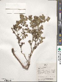 Potentilla norvegica image