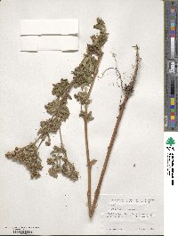 Potentilla norvegica image