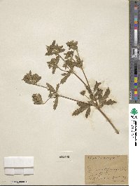 Potentilla norvegica image