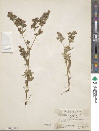 Potentilla norvegica image