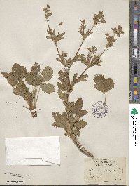 Potentilla norvegica image