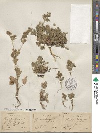 Potentilla norvegica image