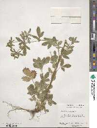 Potentilla norvegica image