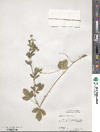 Potentilla norvegica image