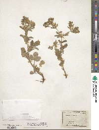 Potentilla norvegica image