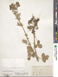 Potentilla norvegica image