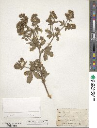 Potentilla norvegica image