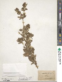 Potentilla norvegica image