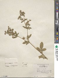 Potentilla norvegica image