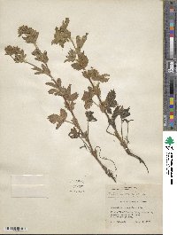 Potentilla norvegica image