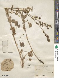 Potentilla norvegica image