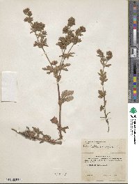 Potentilla norvegica image