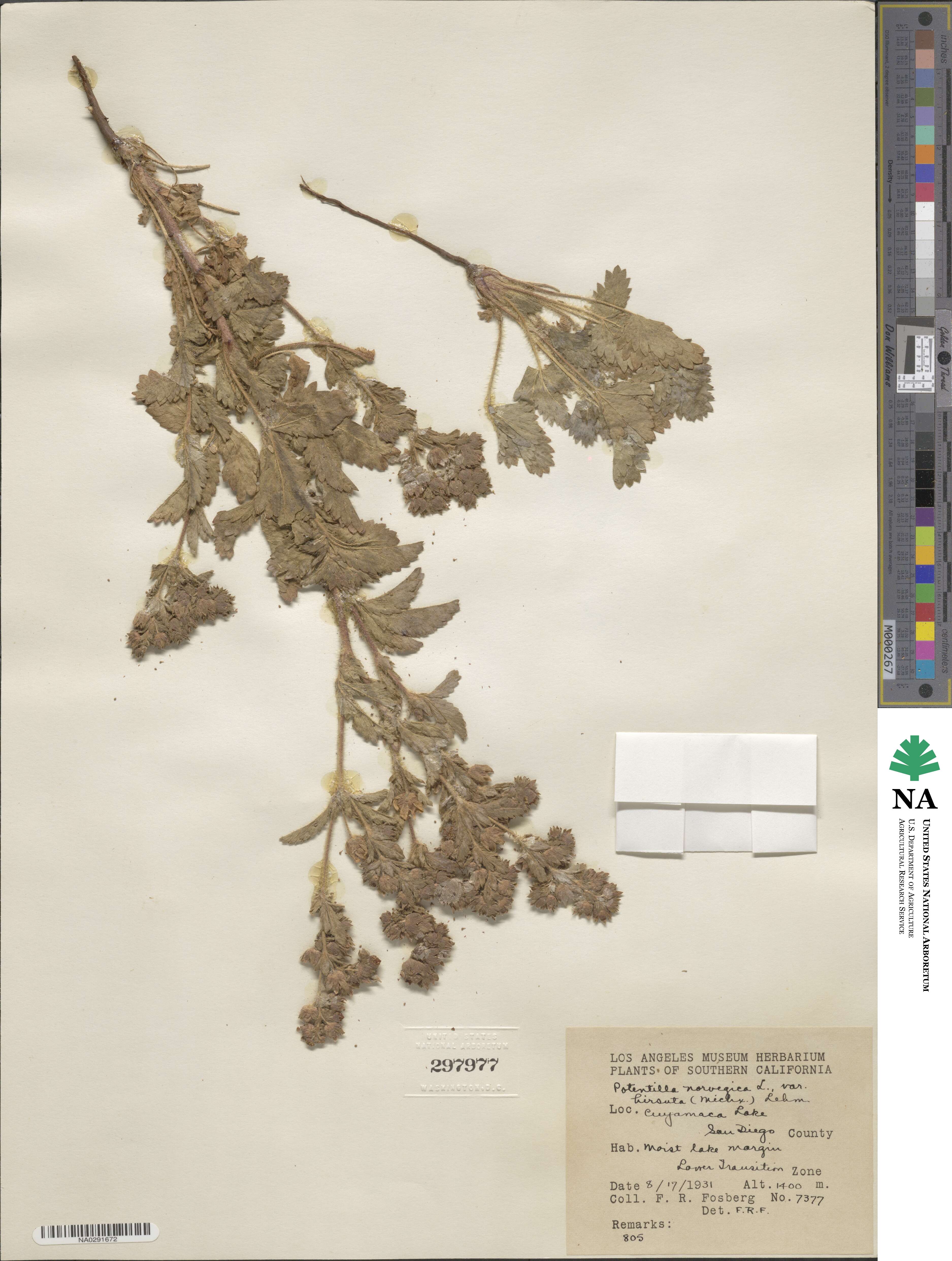 Potentilla norvegica image