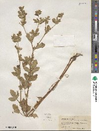 Potentilla norvegica image