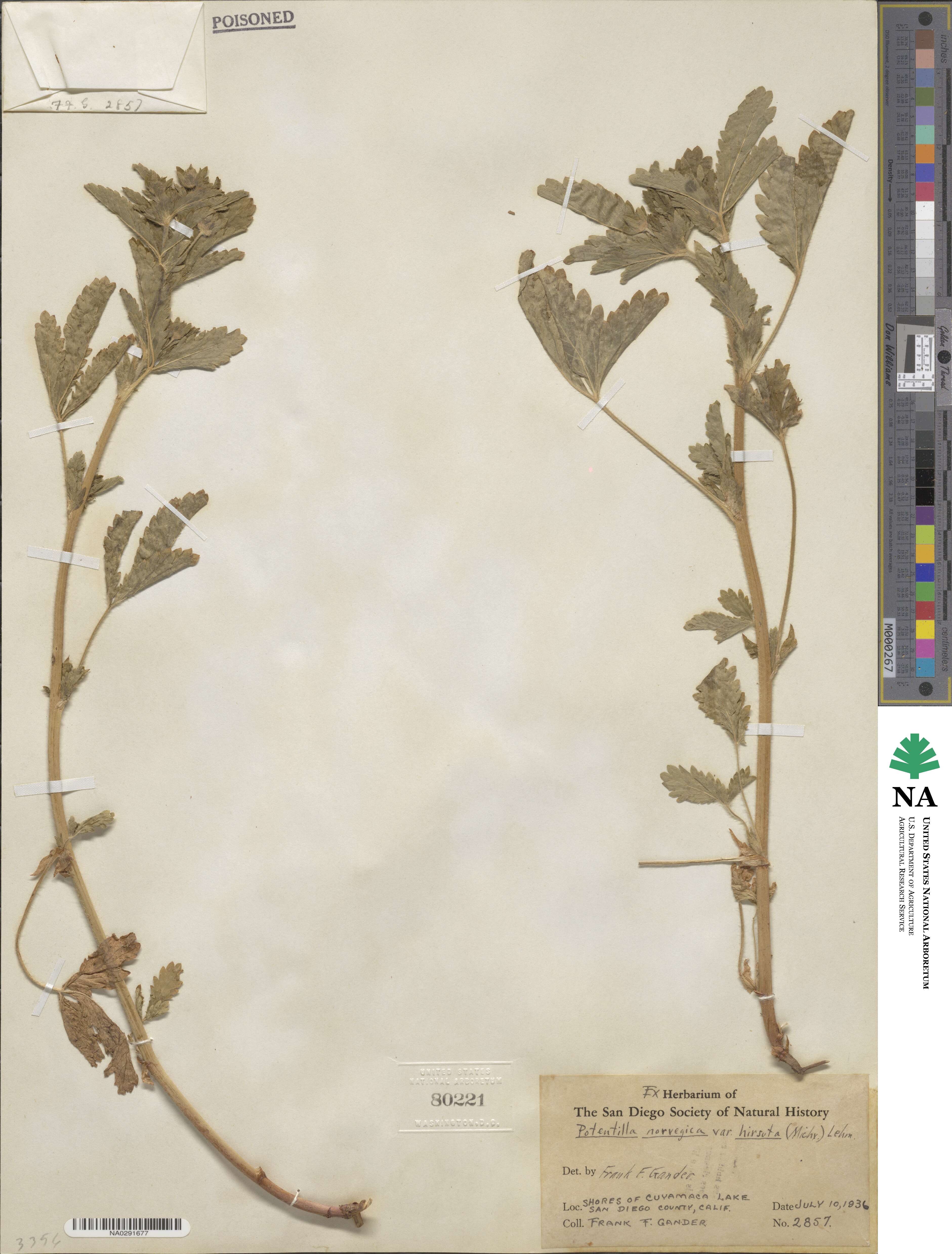 Potentilla norvegica image