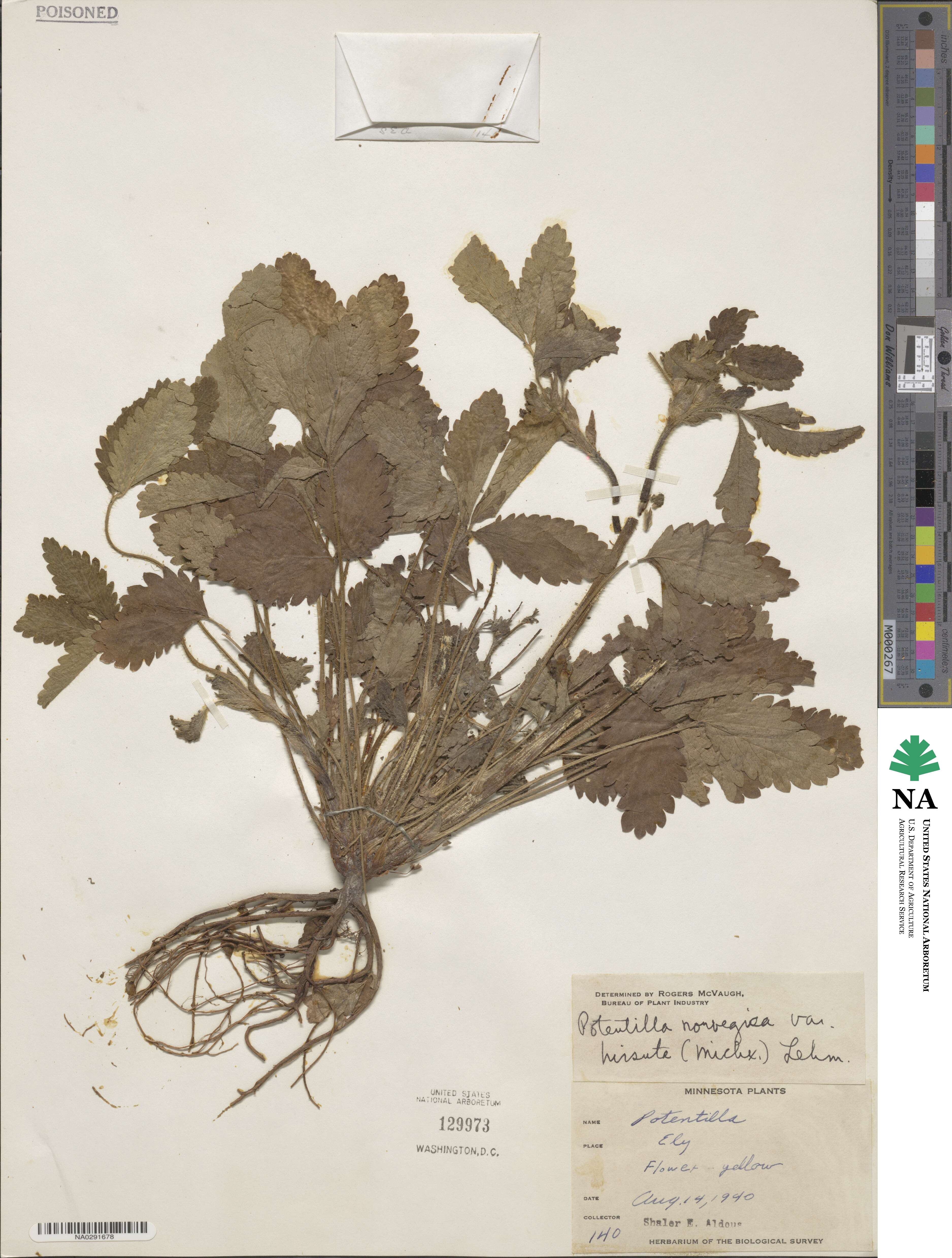 Potentilla norvegica image